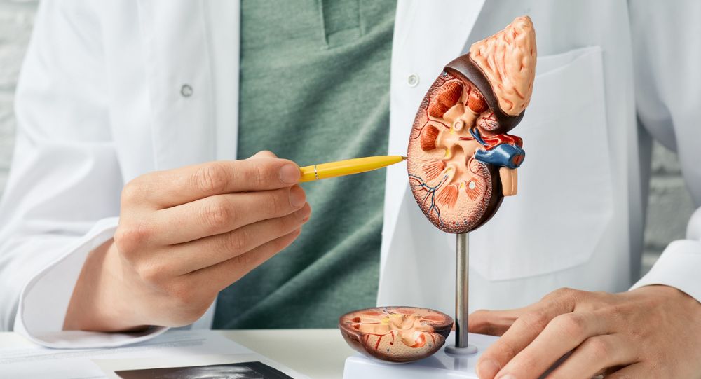 What Does Protein In Urine Mean? Understanding Proteinuria And Kidney Health